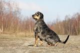 CATAHOULA 020